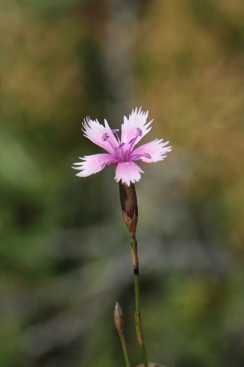 Изображение особи Dianthus karataviensis.