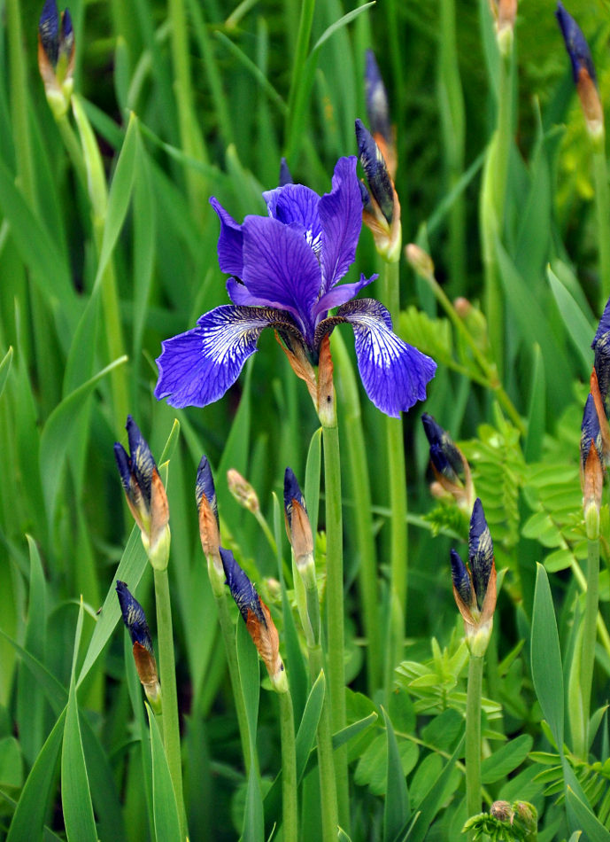 Image of Iris sibirica specimen.