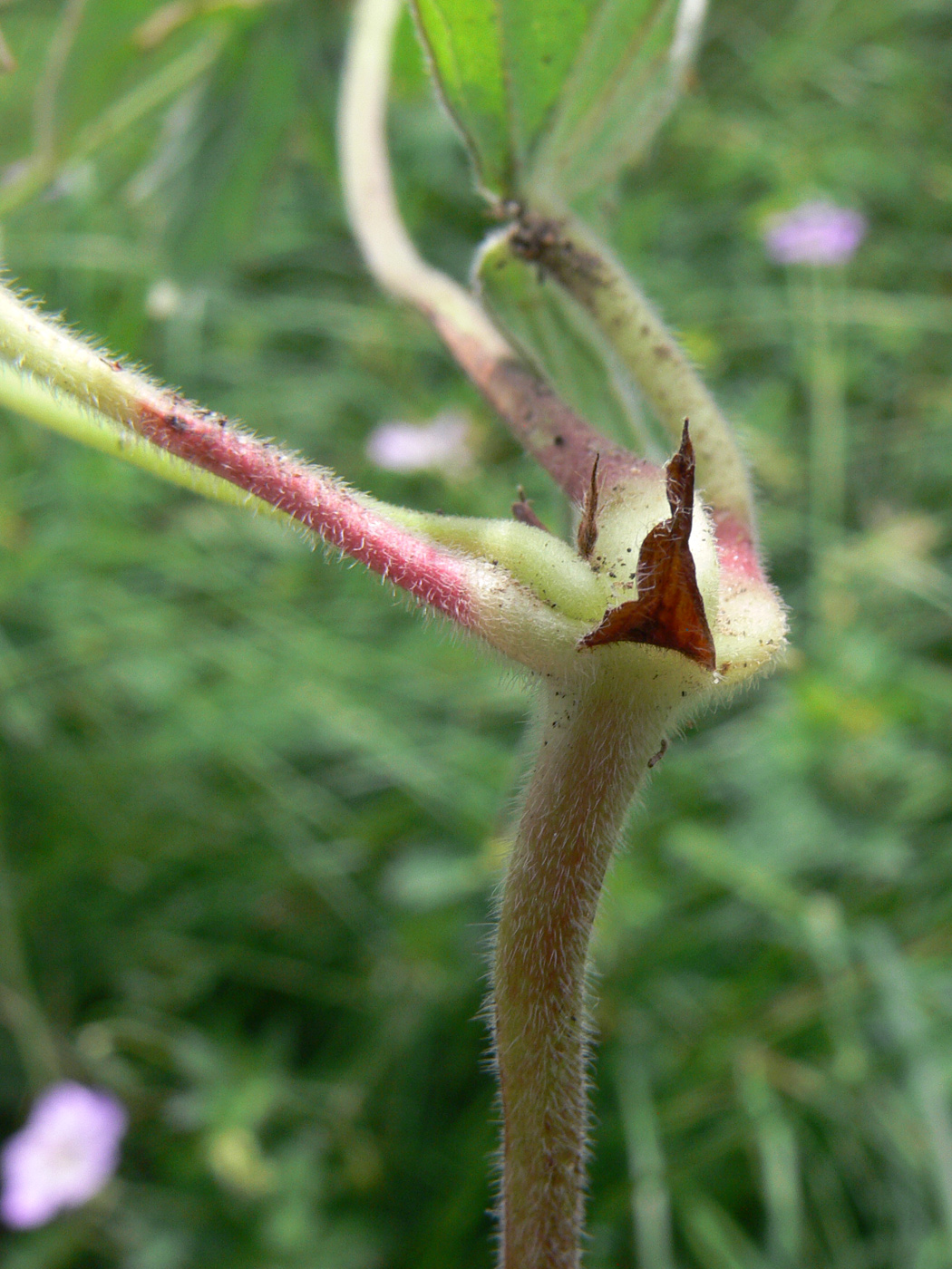 Изображение особи Geranium wlassovianum.