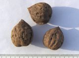 Juglans ailanthifolia