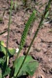 Plantago major. Восходящие цветочные стрелки, одна из которых с развивающимся колосом. Амурская обл., Бурейский р-н, окр. с. Виноградовка, песчаный овраг. 28.07.2016.