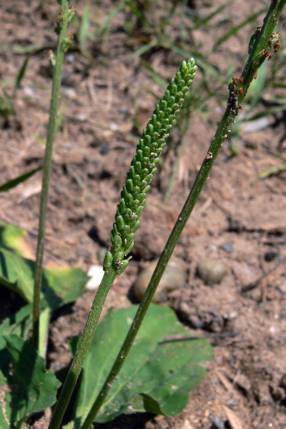 Изображение особи Plantago major.