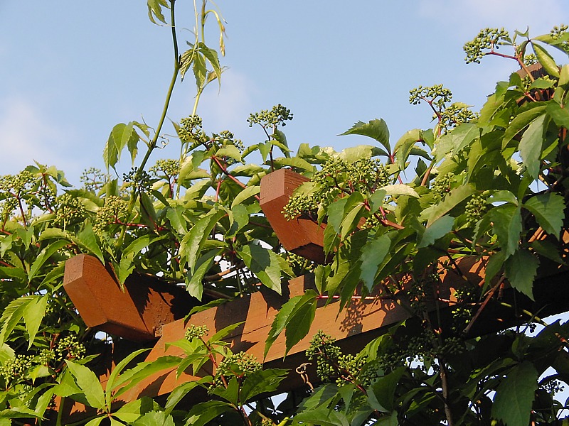 Image of Parthenocissus quinquefolia specimen.