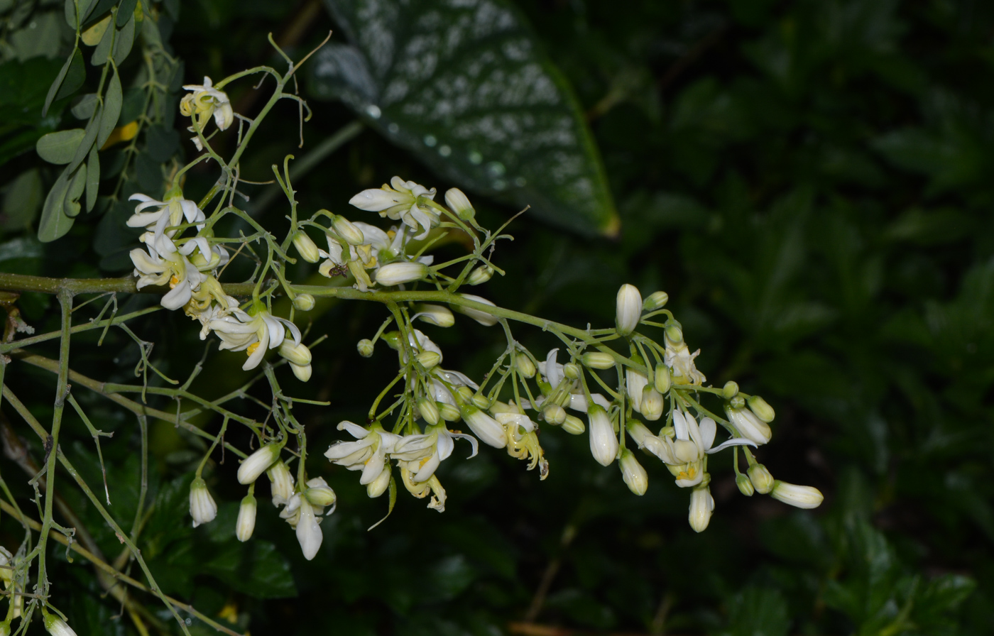 Image of Moringa oleifera specimen.