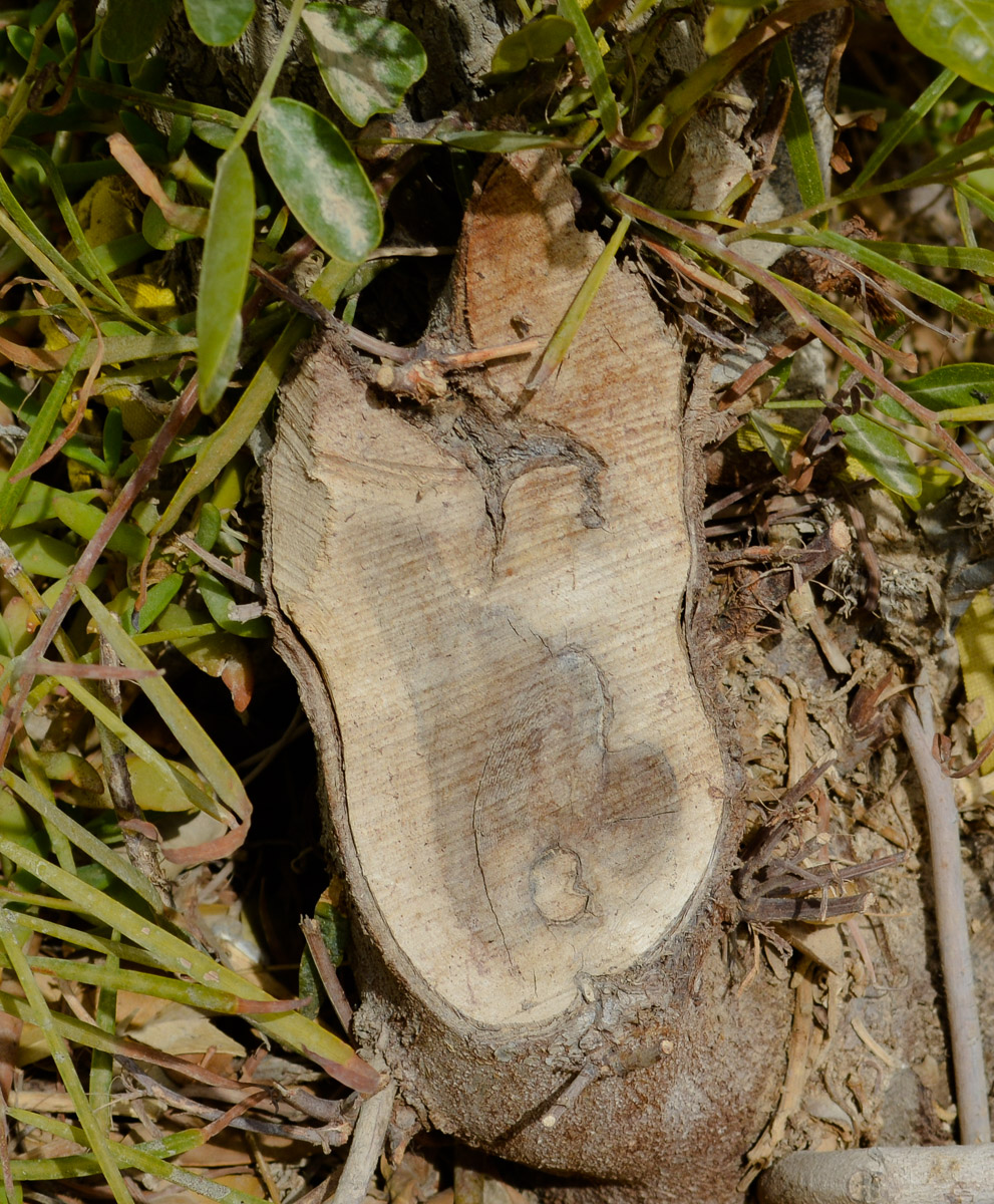 Image of Sophora secundiflora specimen.