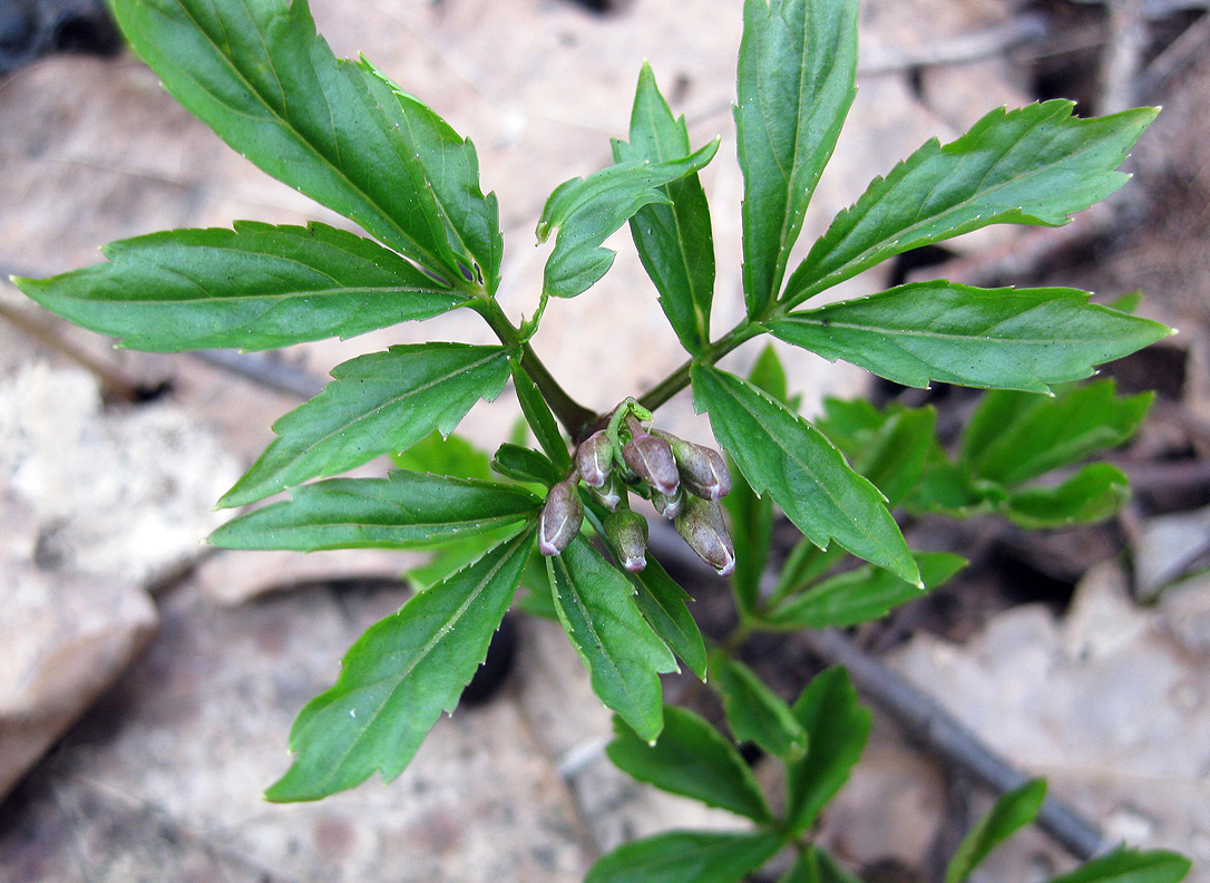 Изображение особи Cardamine quinquefolia.