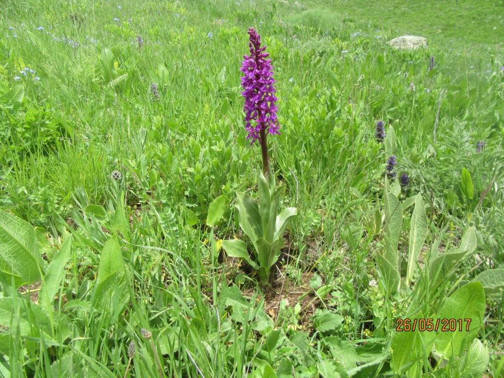 Image of Orchis mascula specimen.