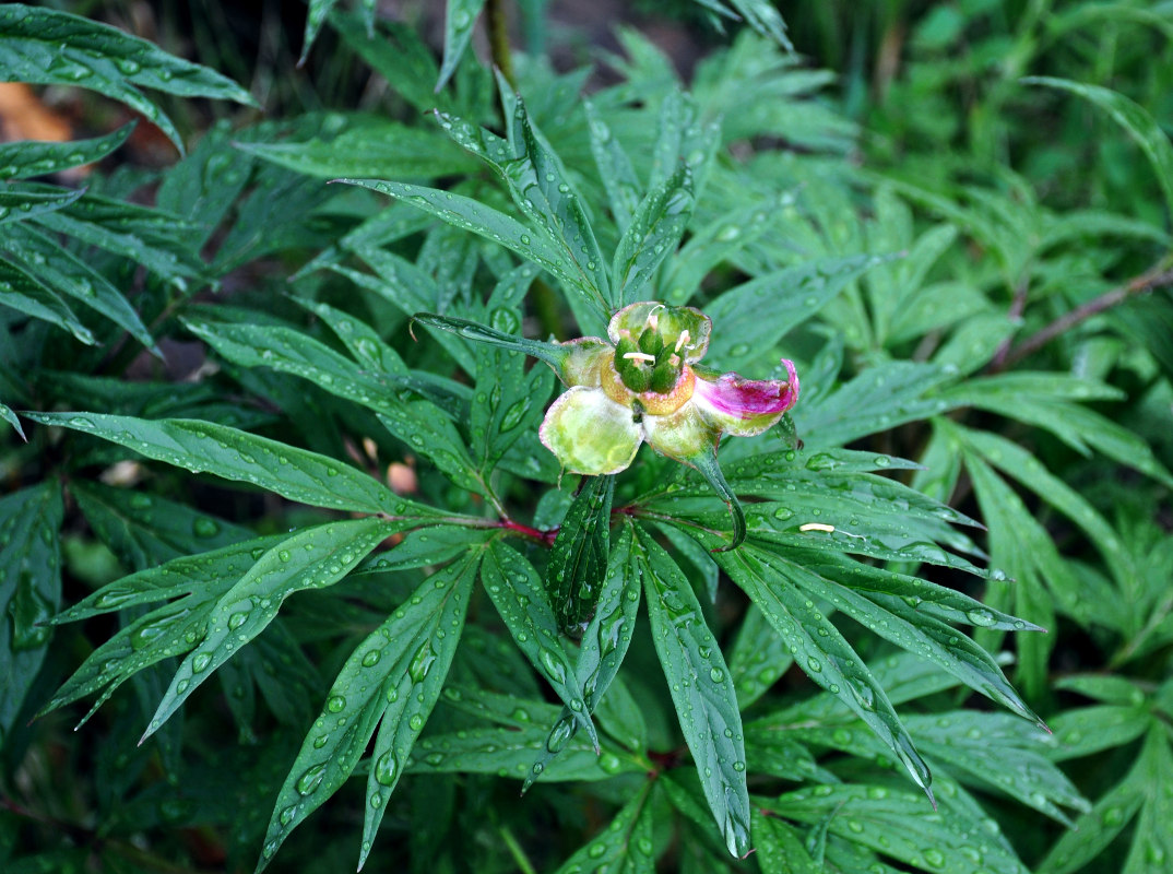 Image of Paeonia anomala specimen.