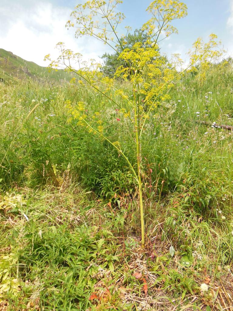 Изображение особи Smyrniopsis aucheri.