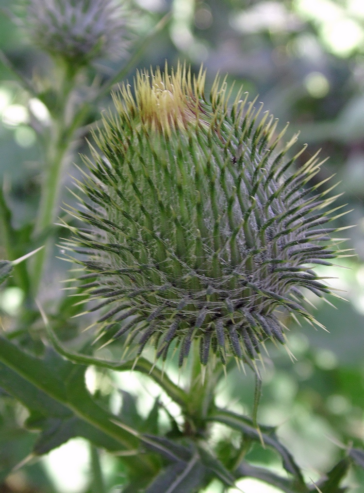 Изображение особи Cirsium vulgare.