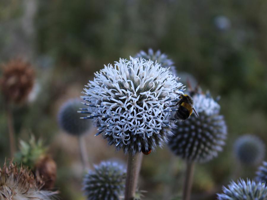 Image of Echinops sphaerocephalus specimen.