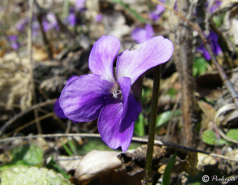 Image of Viola odorata specimen.