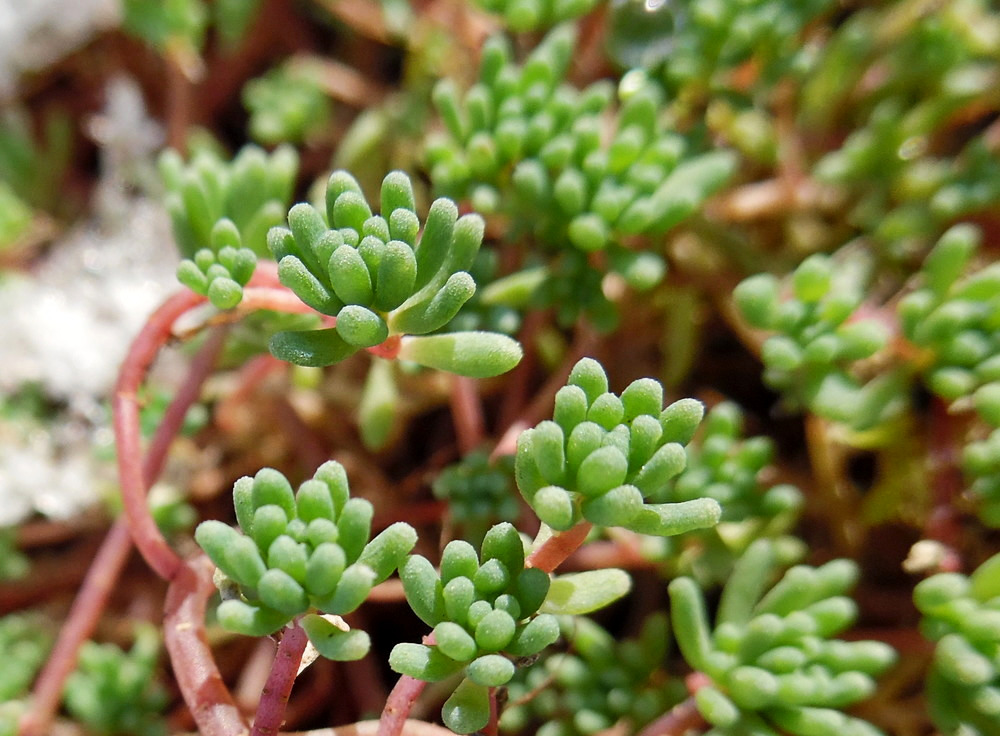 Image of Sedum pallidum ssp. bithynicum specimen.