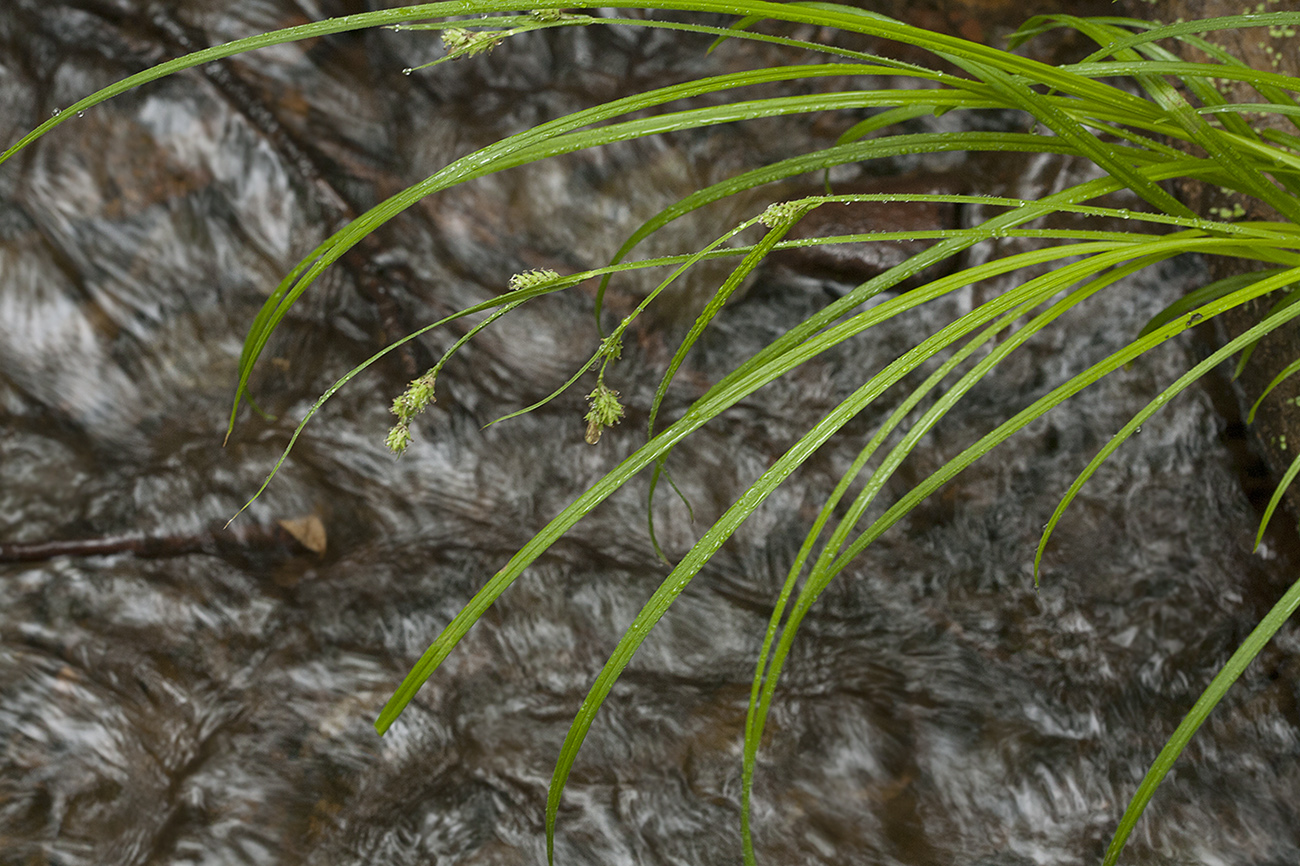Изображение особи Carex augustinowiczii.