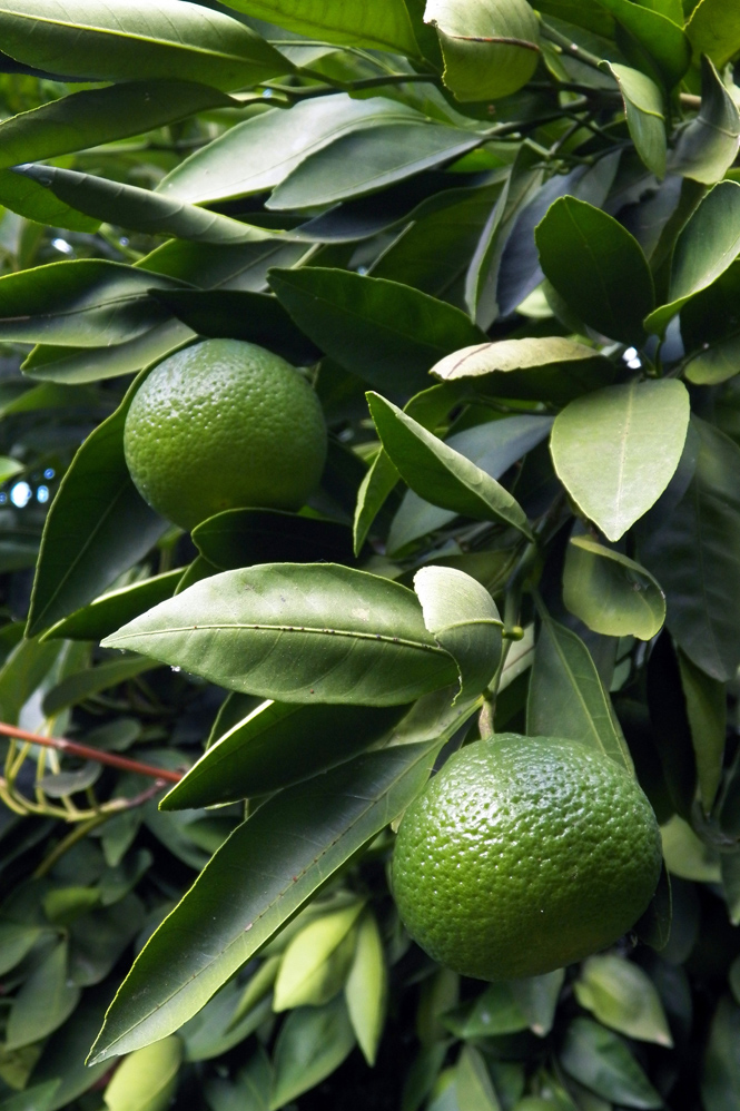 Image of Citrus reticulata specimen.