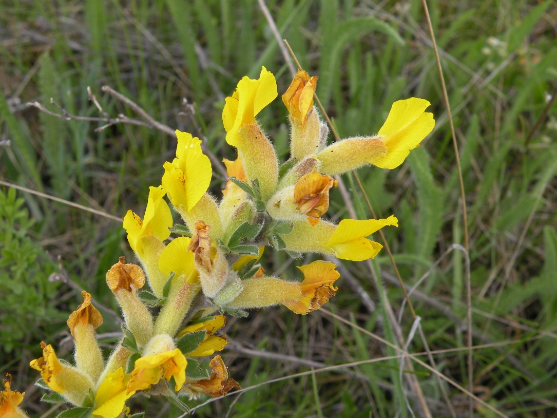 Изображение особи Chamaecytisus lindemannii.