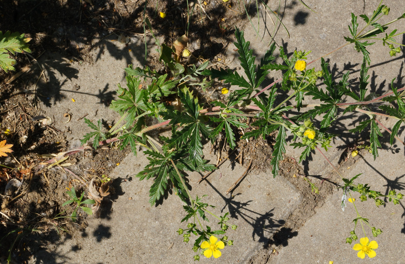 Изображение особи Potentilla canescens.