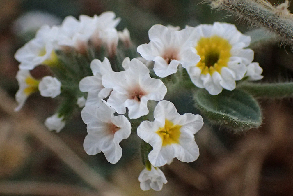 Image of Heliotropium suaveolens specimen.