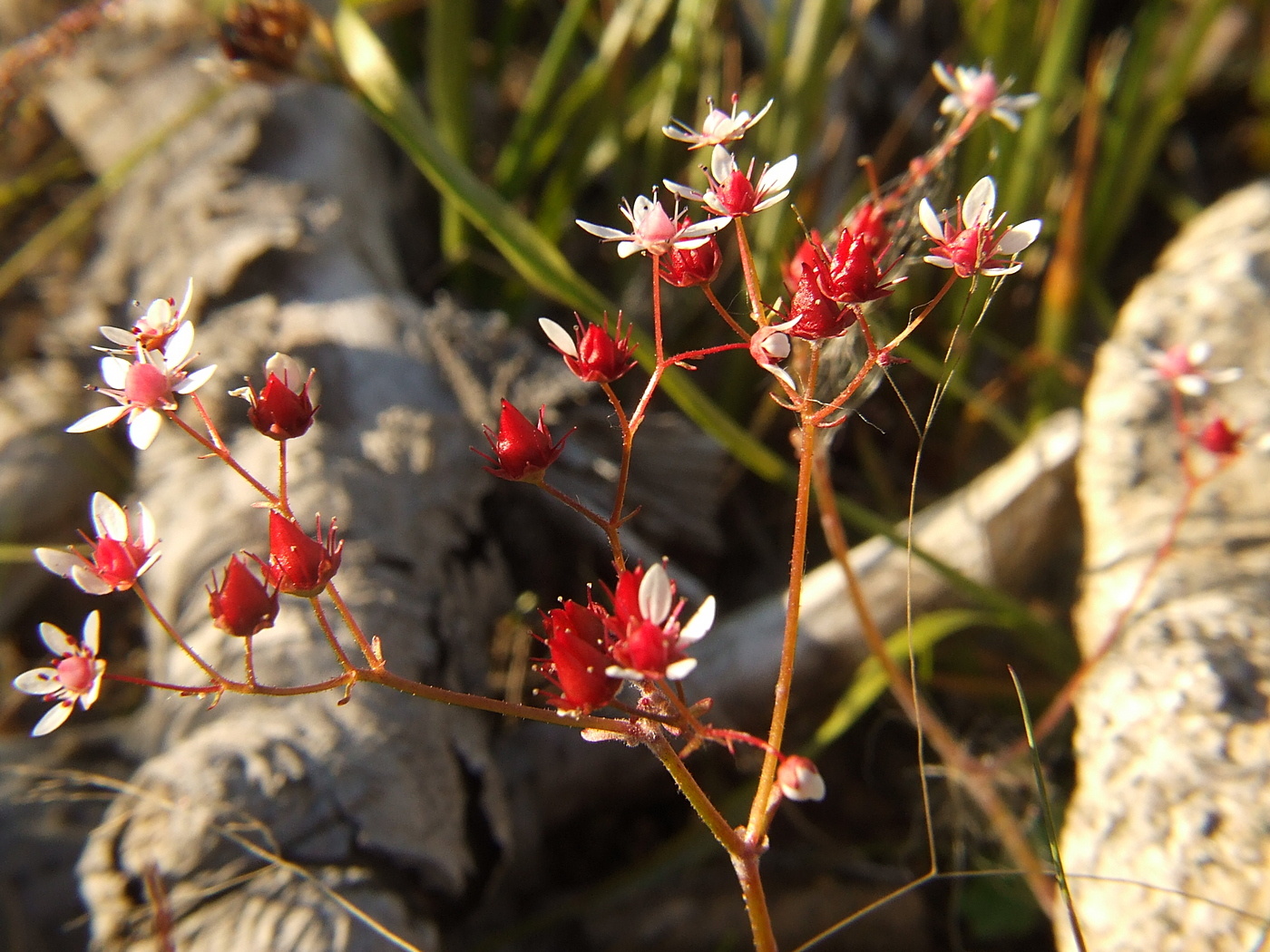 Изображение особи Micranthes nudicaulis.