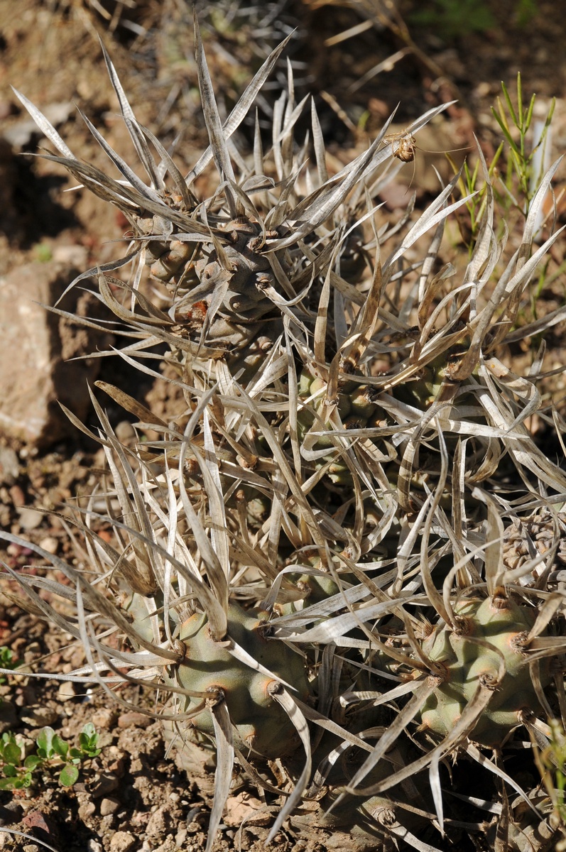 Image of Opuntia articulata specimen.