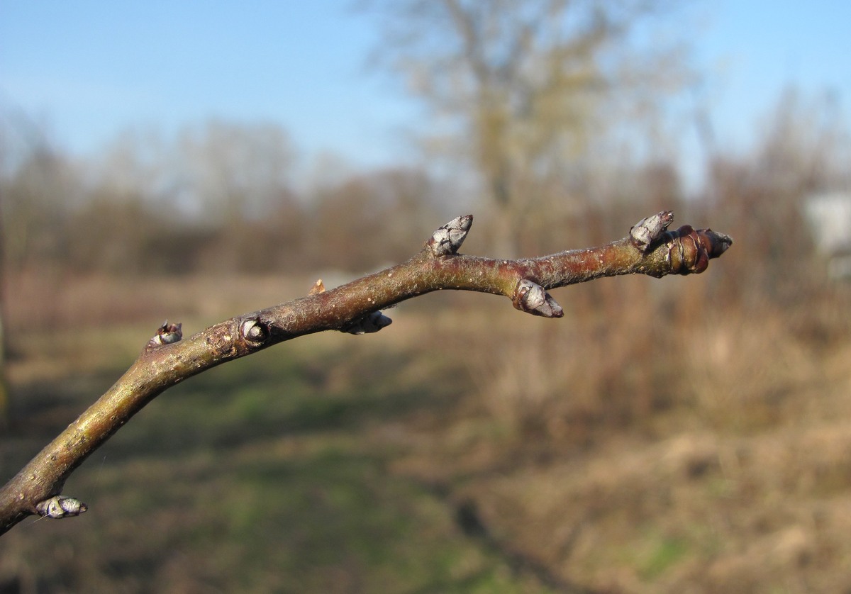 Image of Pyrus communis specimen.