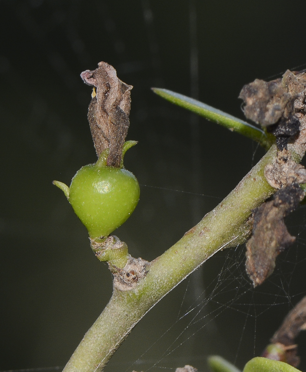 Image of genus Pereskia specimen.