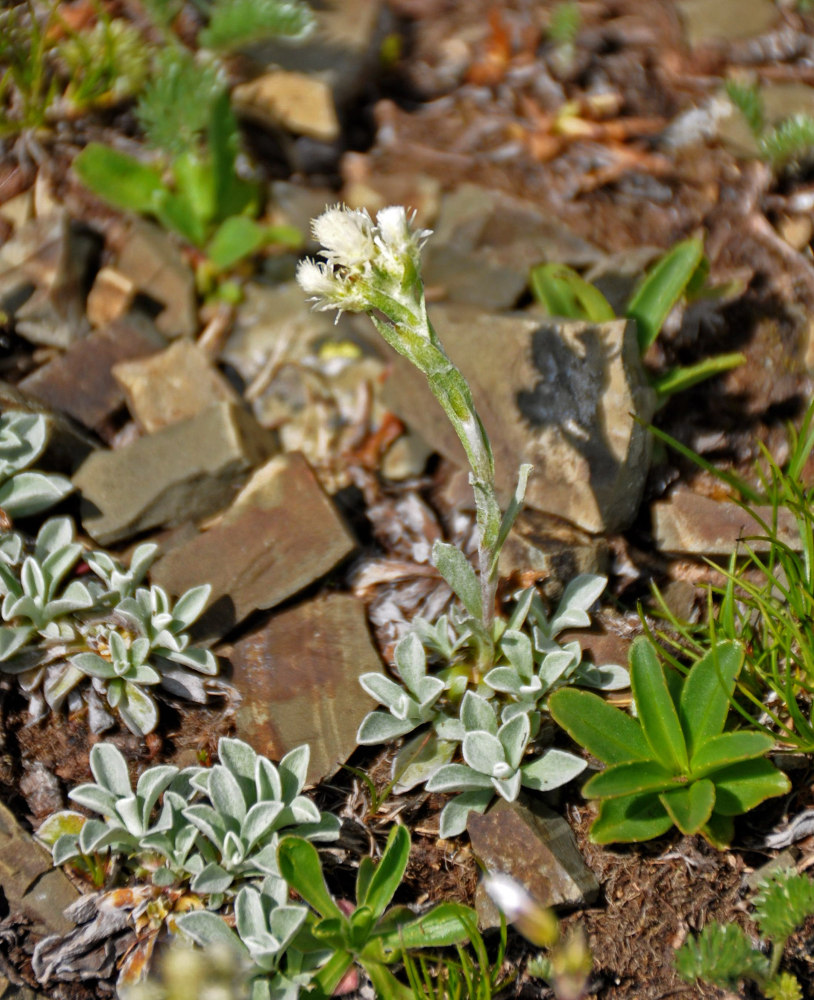 Изображение особи Antennaria caucasica.