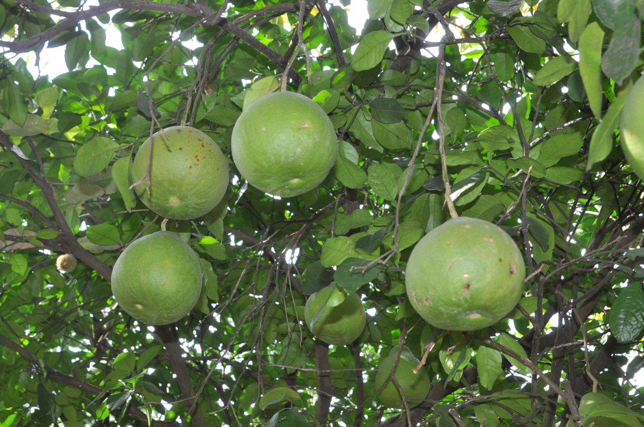 Image of Citrus maxima specimen.