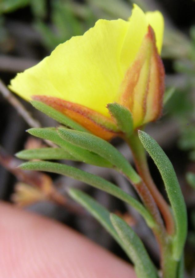 Image of Fumana procumbens specimen.