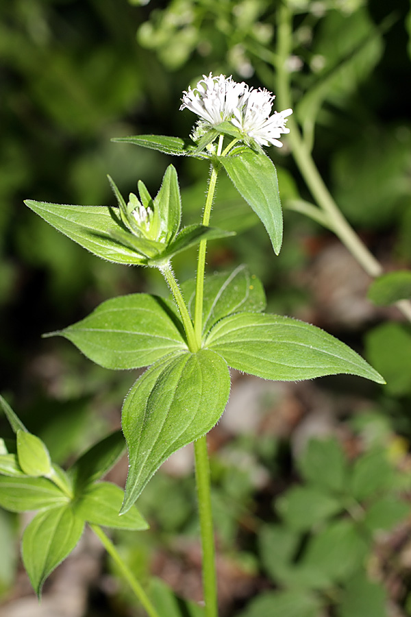 Image of Asperula caucasica specimen.