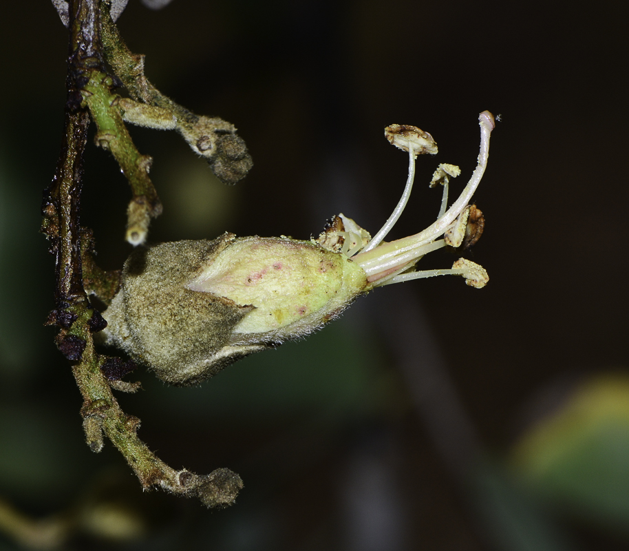 Изображение особи Lysiphyllum gilvum.