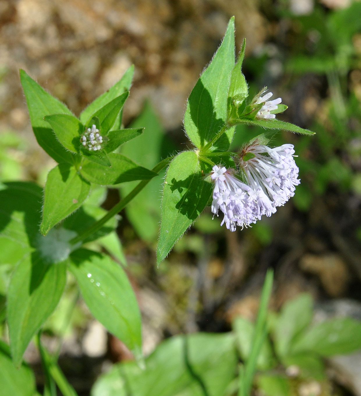 Изображение особи Asperula caucasica.