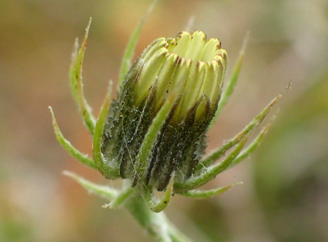 Image of Tolpis barbata specimen.