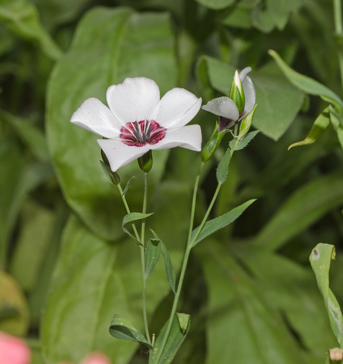 Image of Linum grandiflorum specimen.