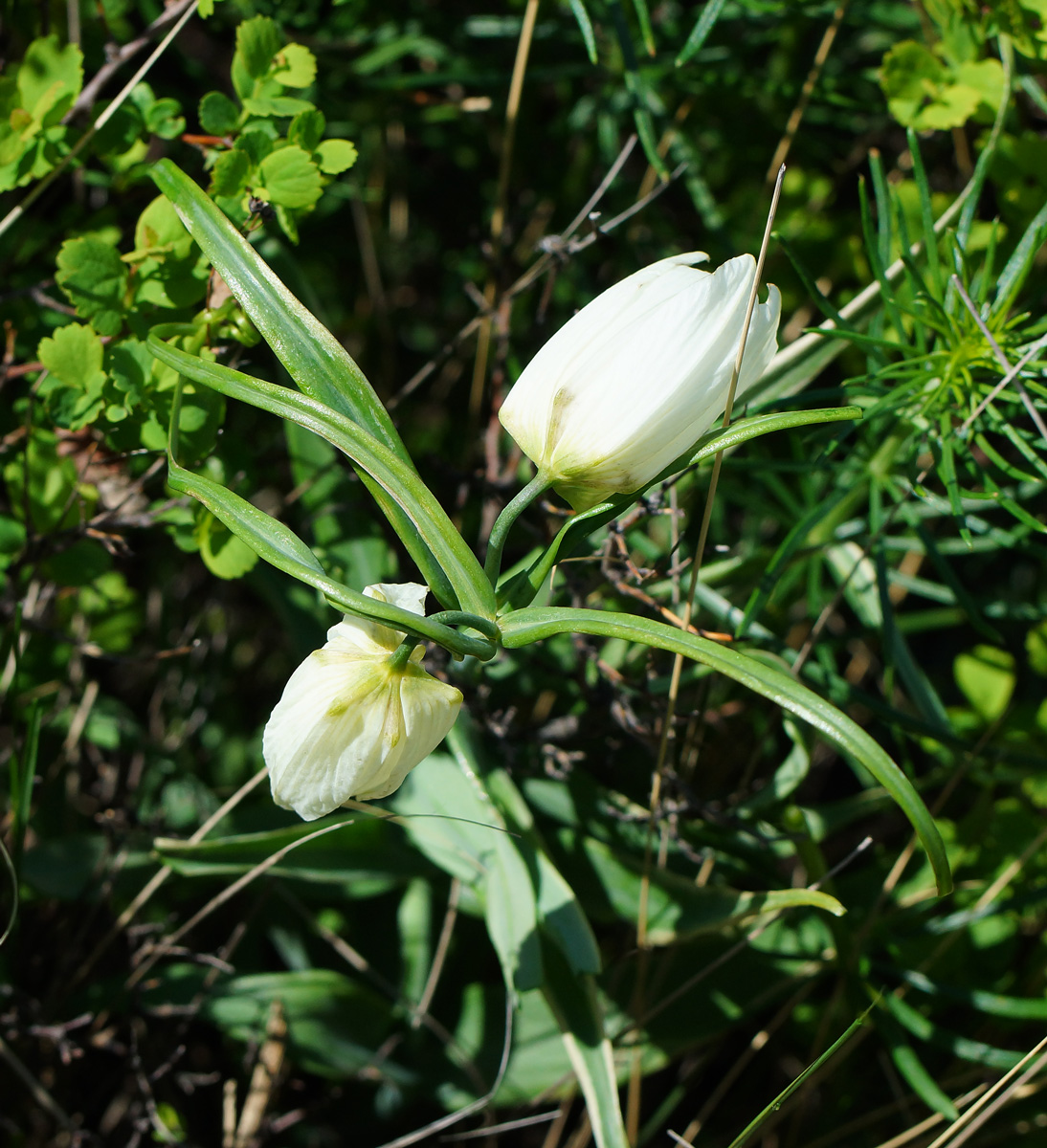 Image of Fritillaria verticillata specimen.