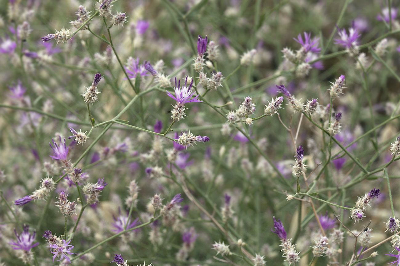 Image of Centaurea pseudosquarrosa specimen.