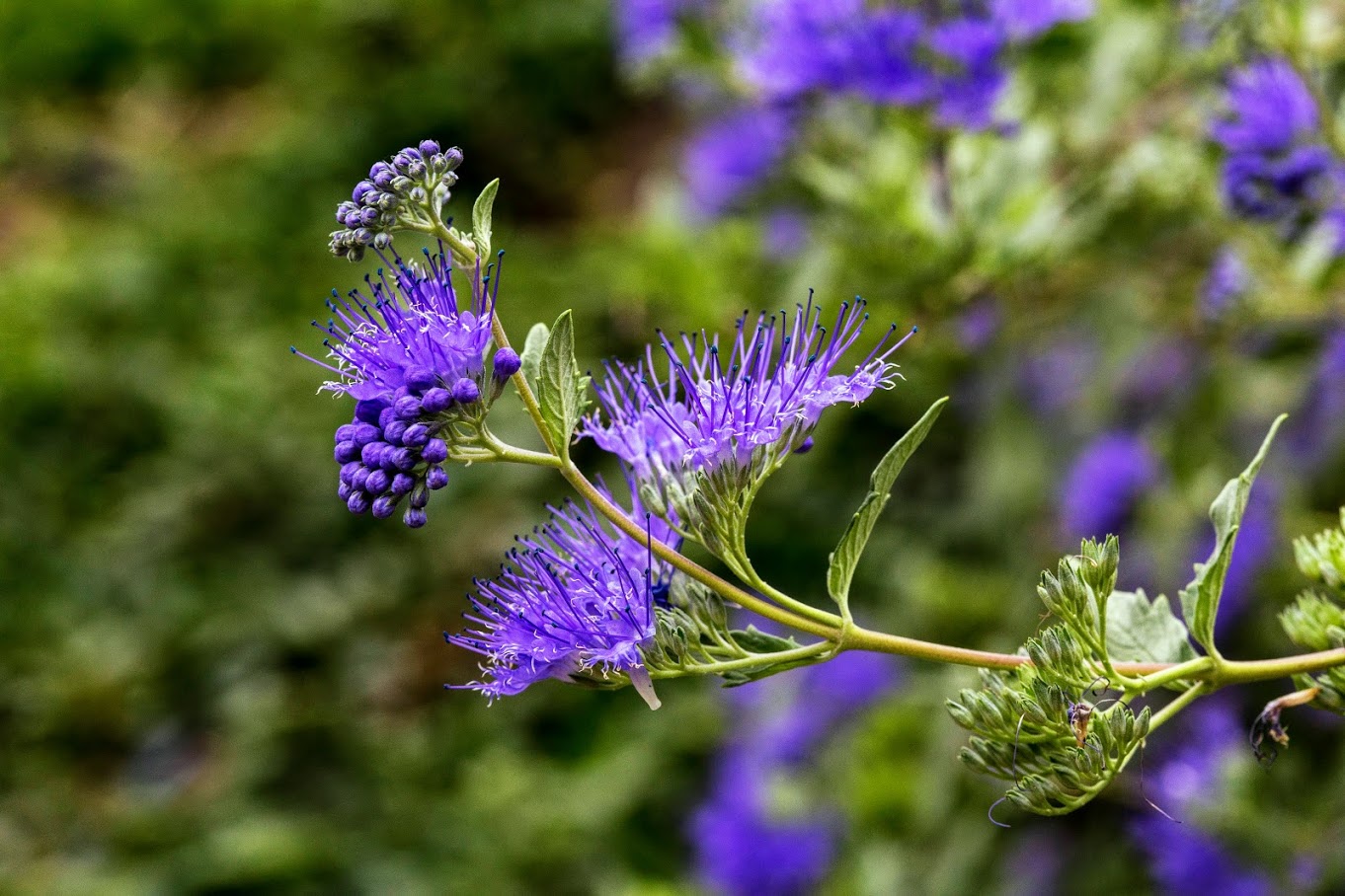 Image of Caryopteris &times; clandonensis specimen.