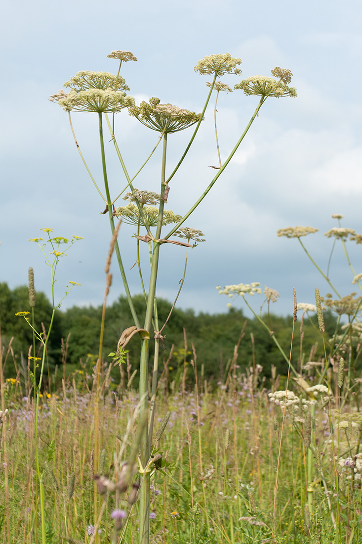 Image of Angelica sylvestris specimen.