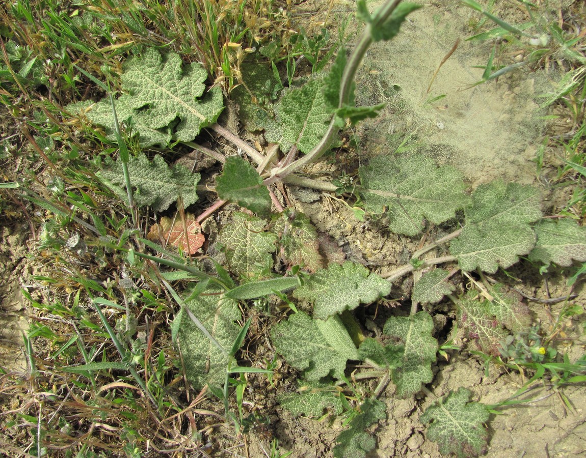 Image of Salvia verbenaca specimen.