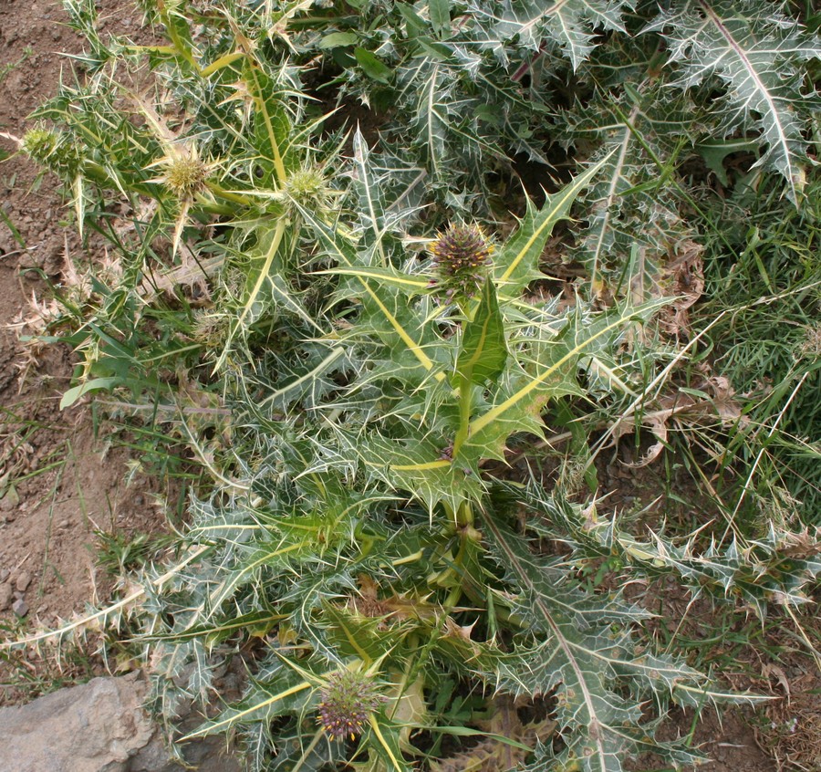 Image of Gundelia aragatsi specimen.