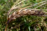 Hordeum distichon