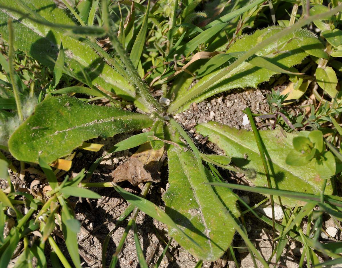 Image of Hypochaeris achyrophorus specimen.