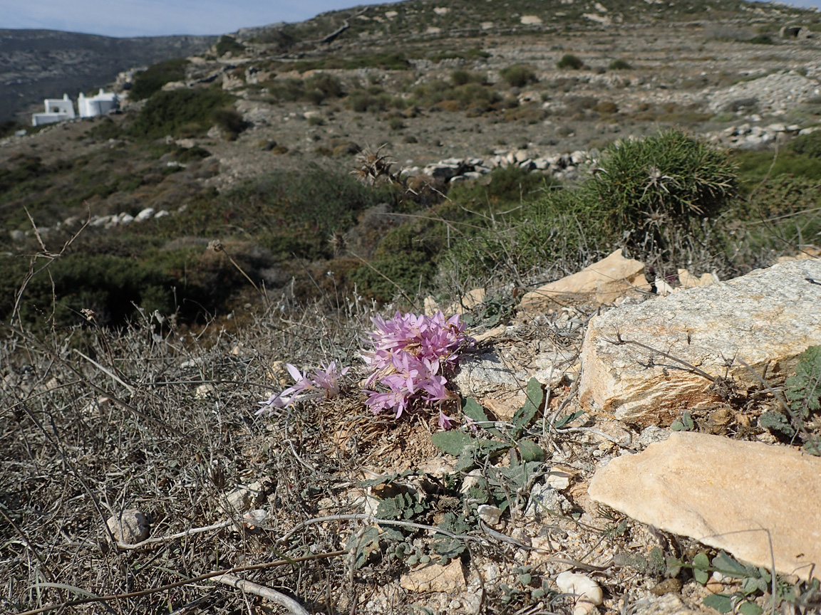 Изображение особи род Colchicum.