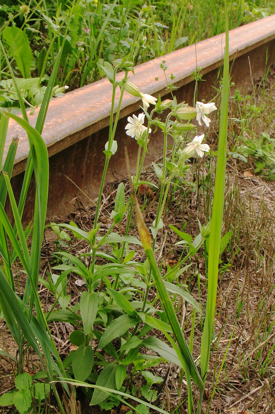 Image of Melandrium album specimen.