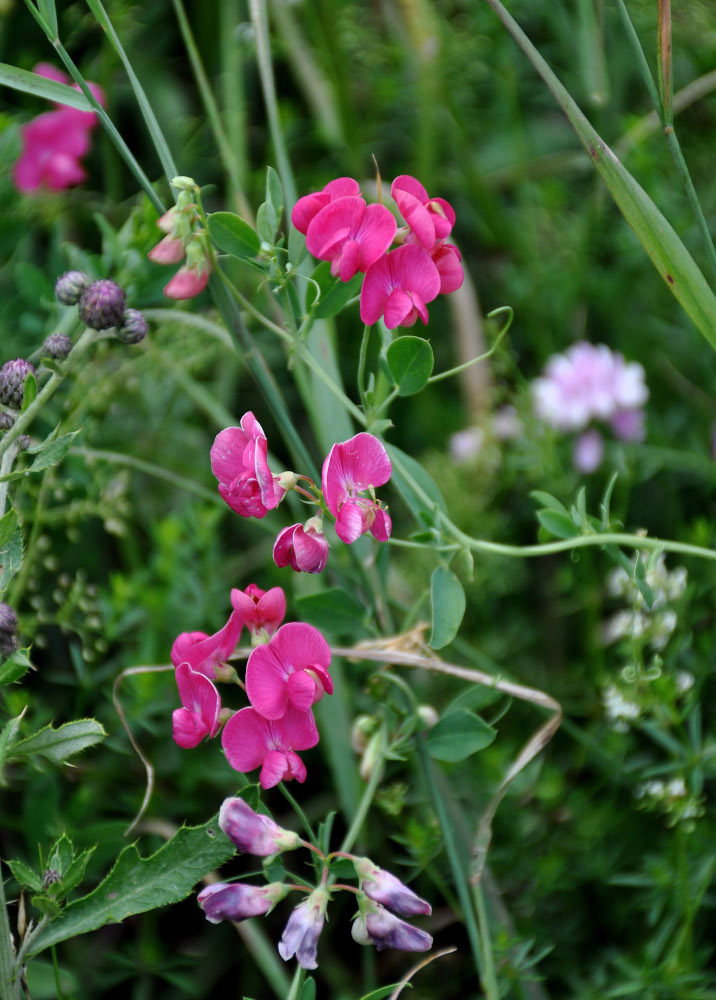 Изображение особи Lathyrus tuberosus.