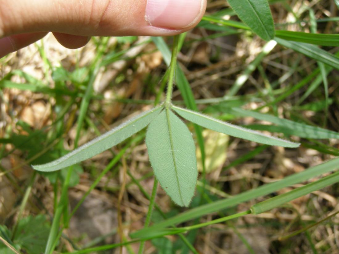 Изображение особи Trifolium alpestre.