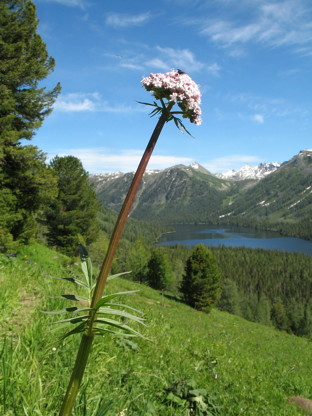 Image of Valeriana dubia specimen.