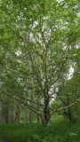 Смотреть изображение Betula ermanii