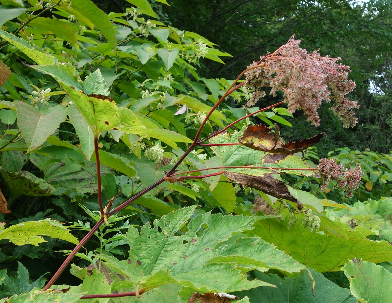 Image of Filipendula camtschatica specimen.