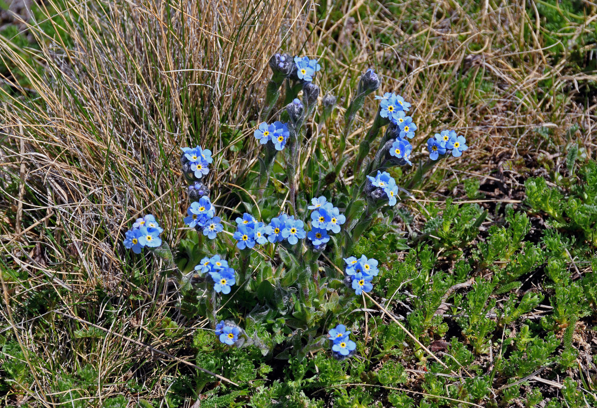 Изображение особи Eritrichium villosum.